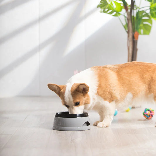 Floating No-Spill Pet Water Bowl for Dogs and Cats